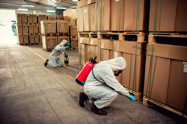 Best Termite Control Services  in White Island Shores, MA